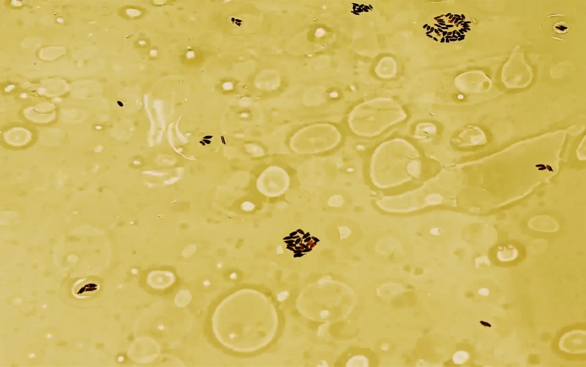Formless (Nov 2022)