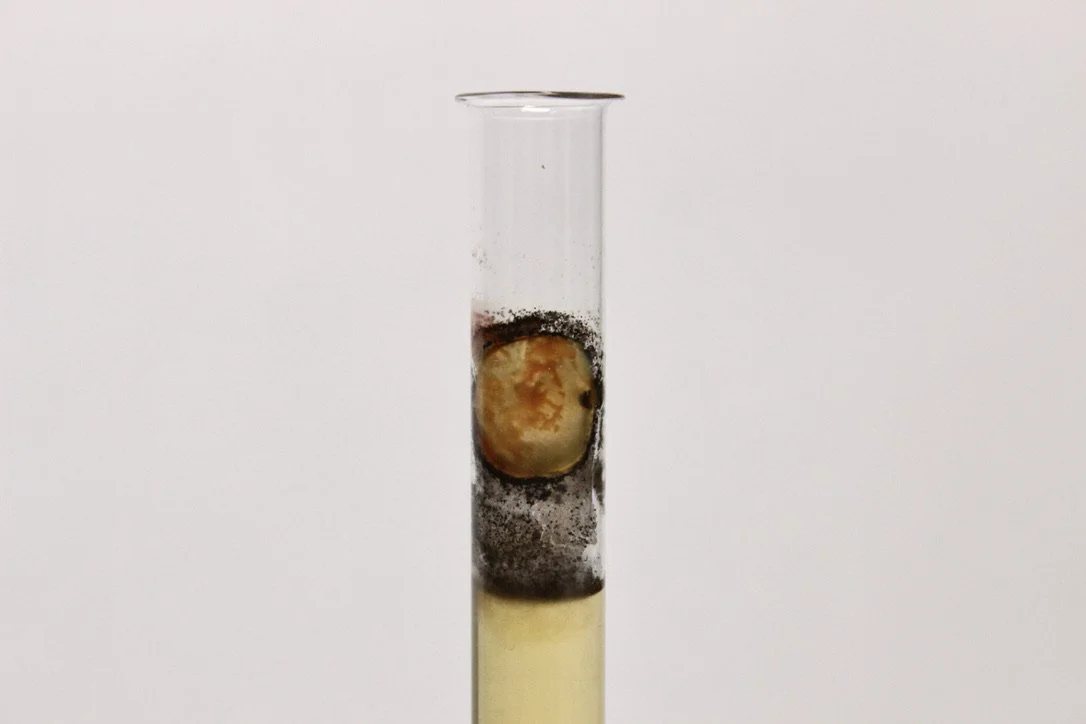 Piss Microcosms II (April 2023)