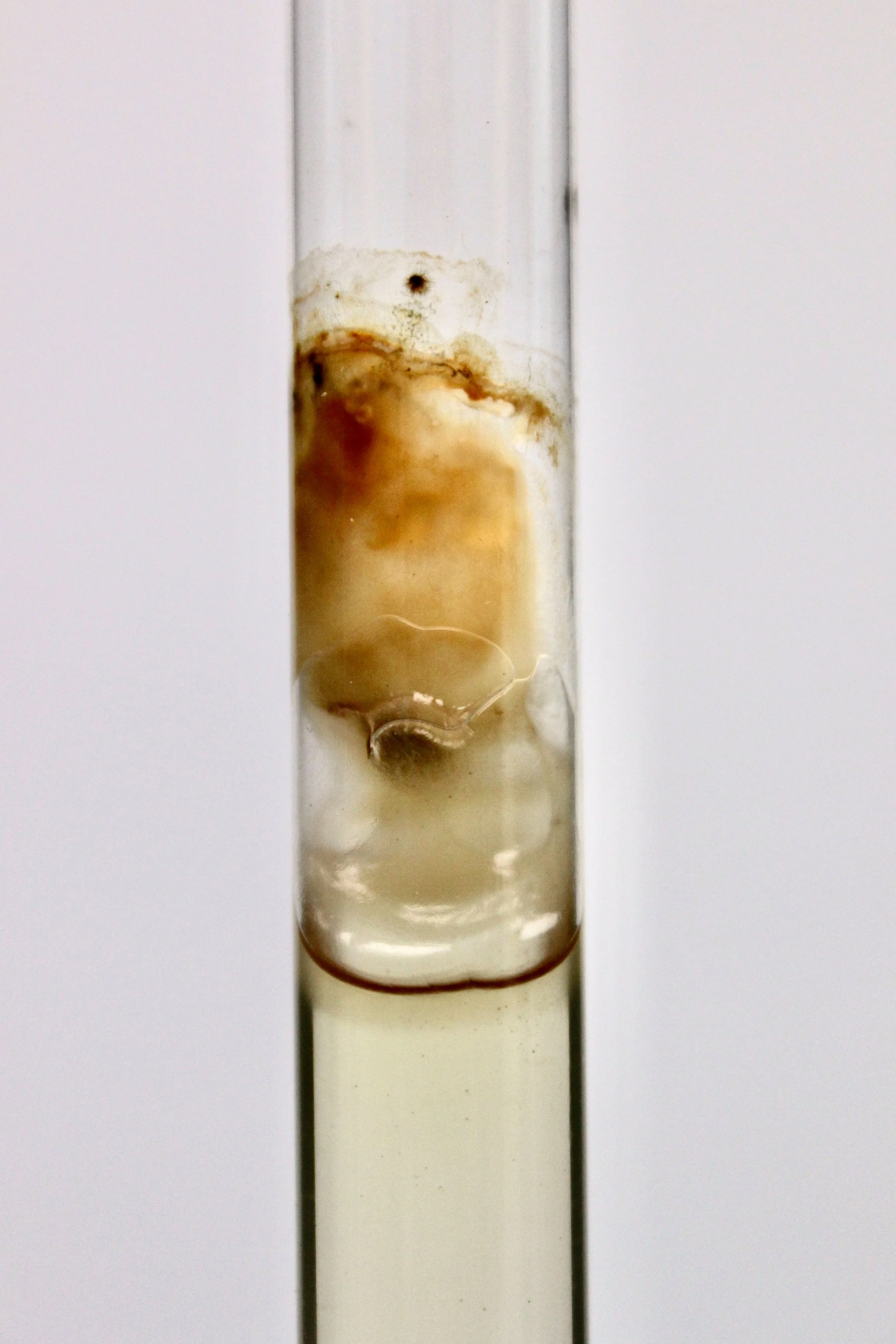 Specimen 34