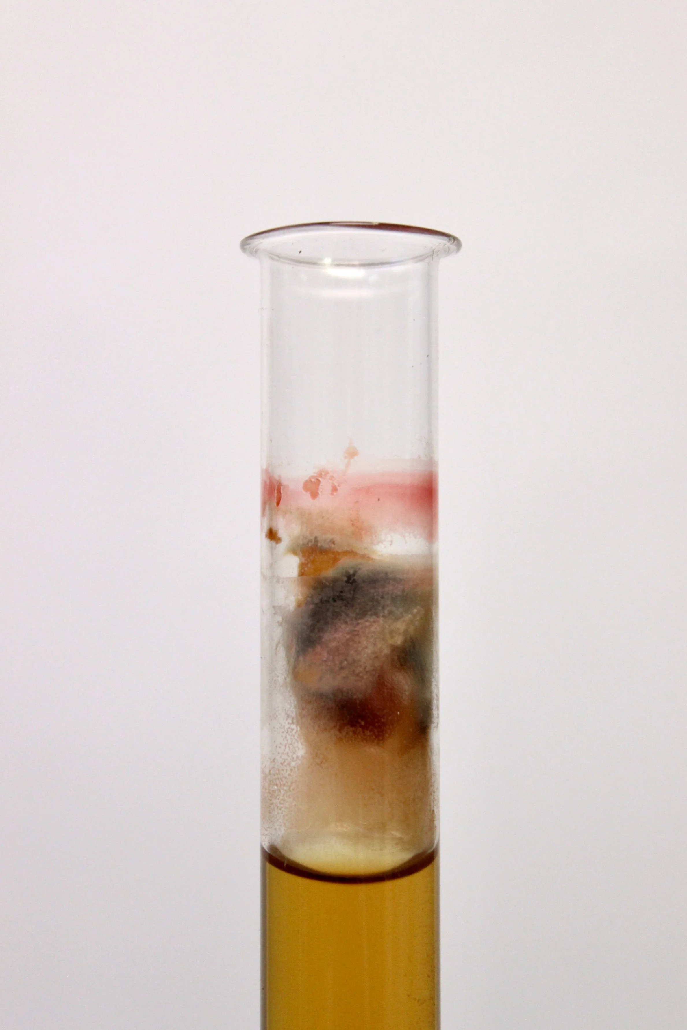 Specimen 7
