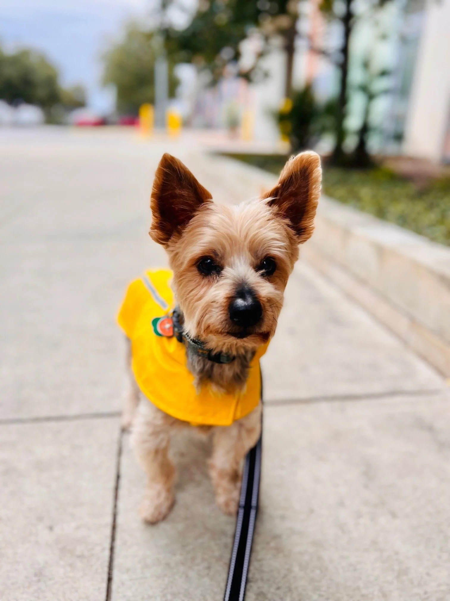 Pawstin