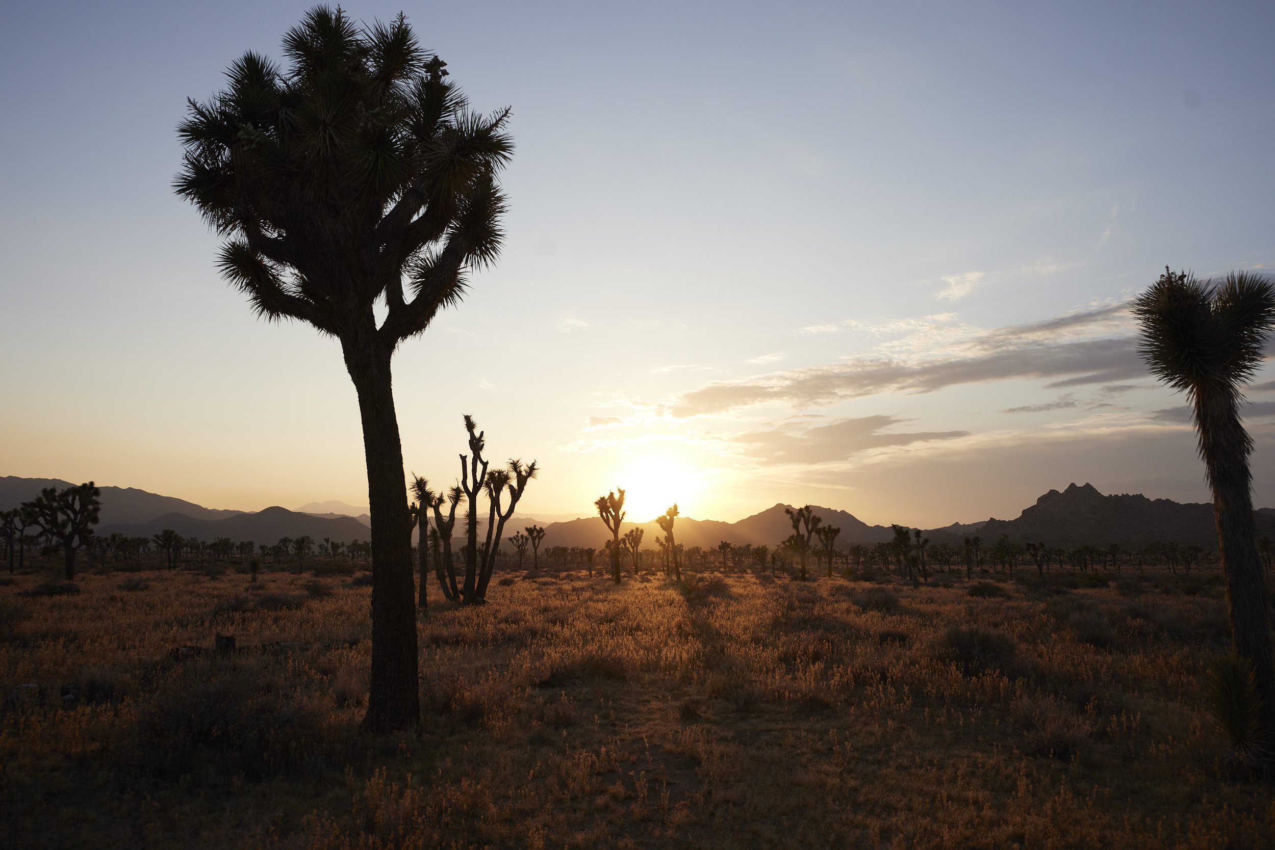 JoshuaTree_23May2023_PipCowley 44.jpg