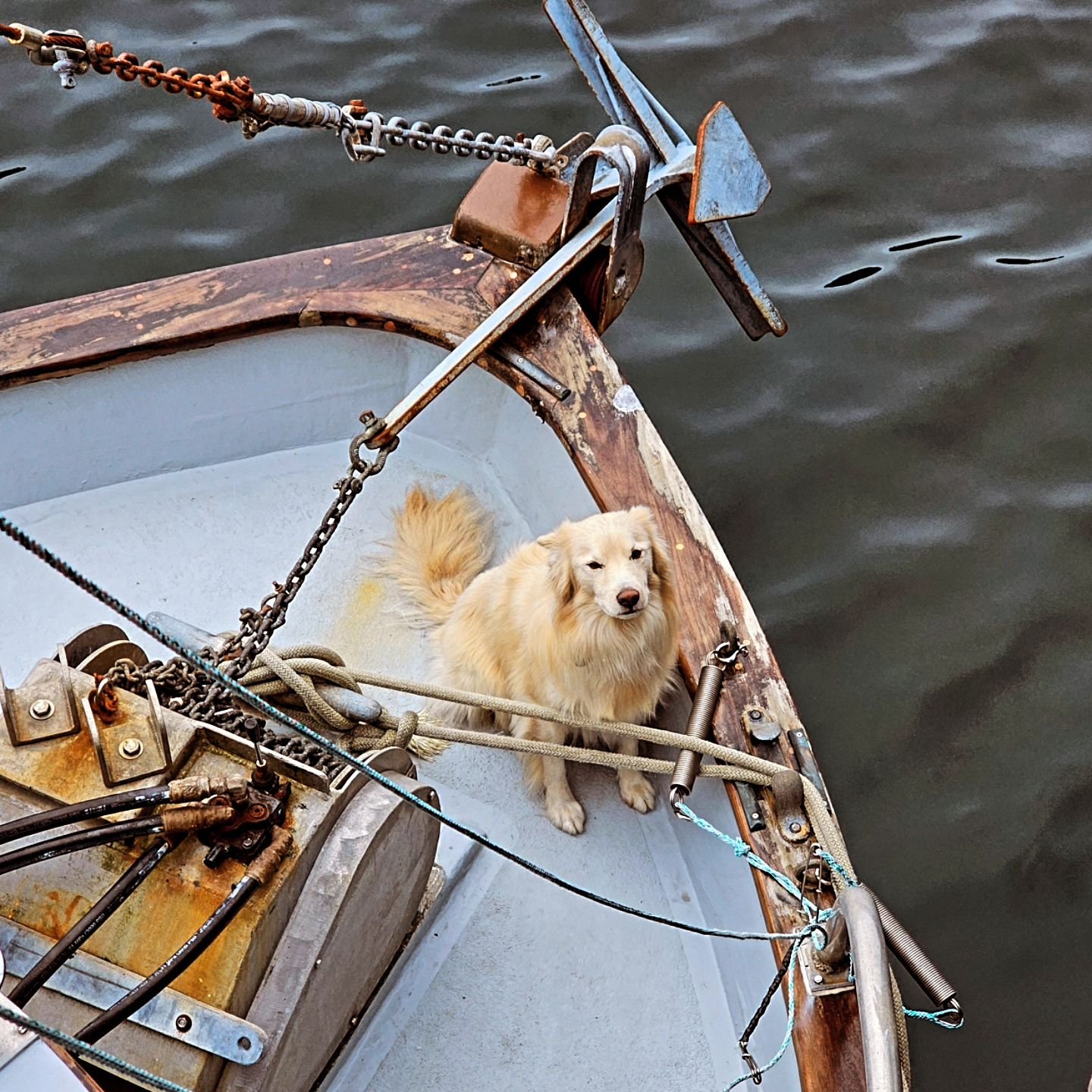 Enjoy this adorable fishing dog, waiting patiently for the fish to be offloaded.

#wildalaskanseafood #knowyourfisherman #fishermansfriend #boatdog