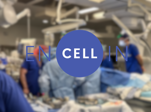 Business Wire: Encellin Announces Interim Clinical Results Showing First-in-Human Non-Fibrotic Engraftment and Viable Encapsulated Human Islets in Subjects with Type 1 Diabetes