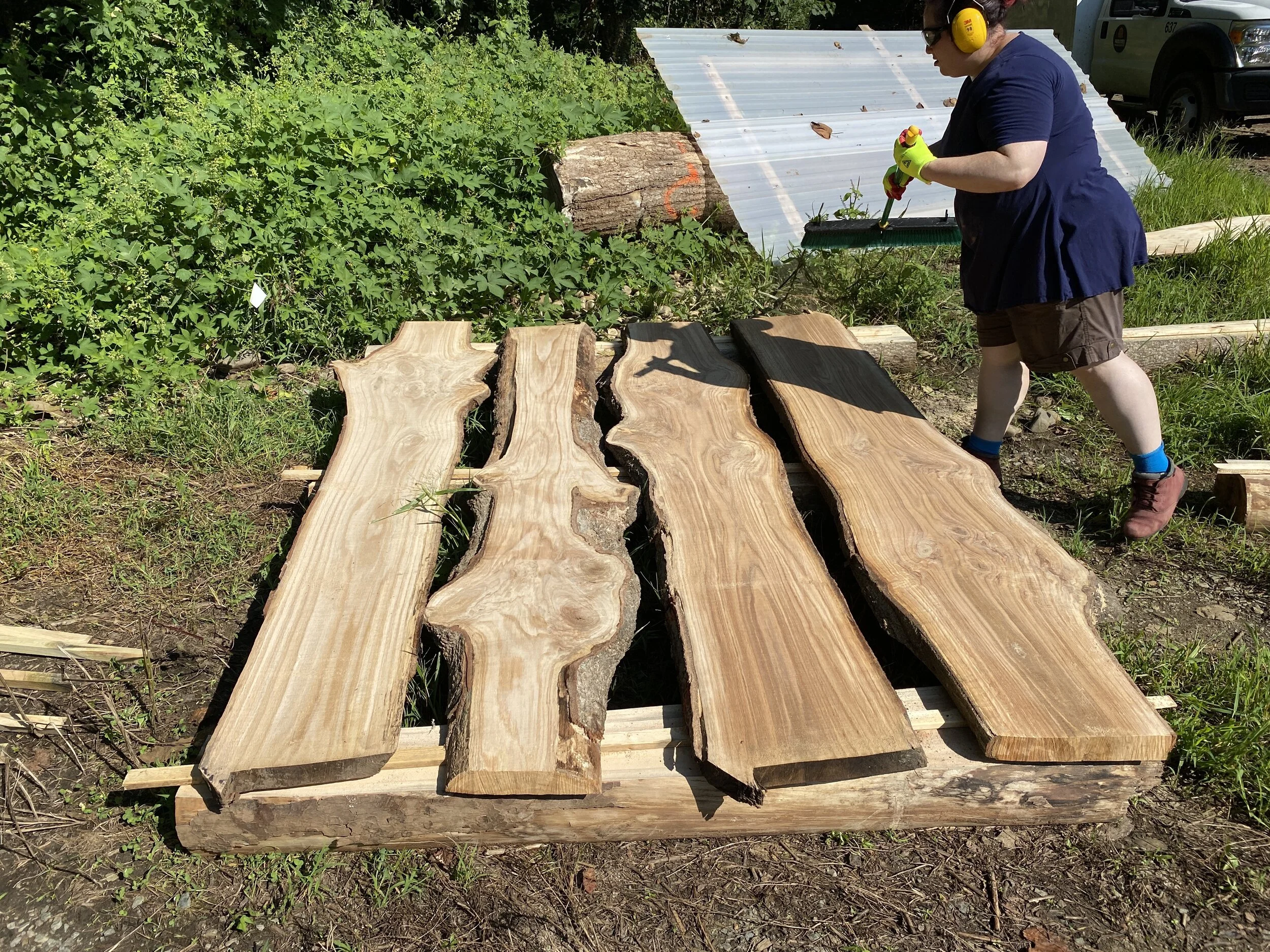 Red Oak slabs, enjoying the sun, before making their way to the solar kiln