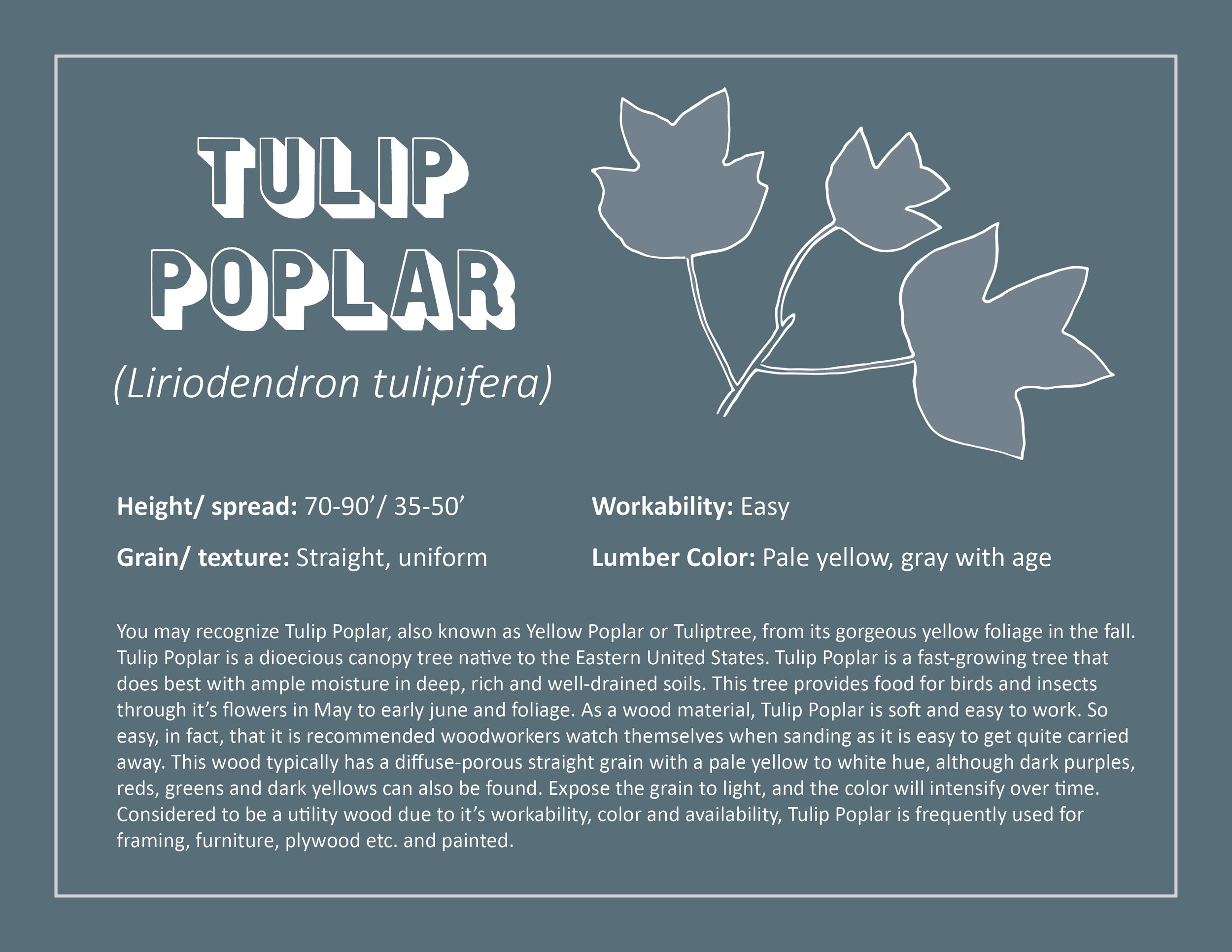 Tulip Poplar (Liriodendron tulipifera)