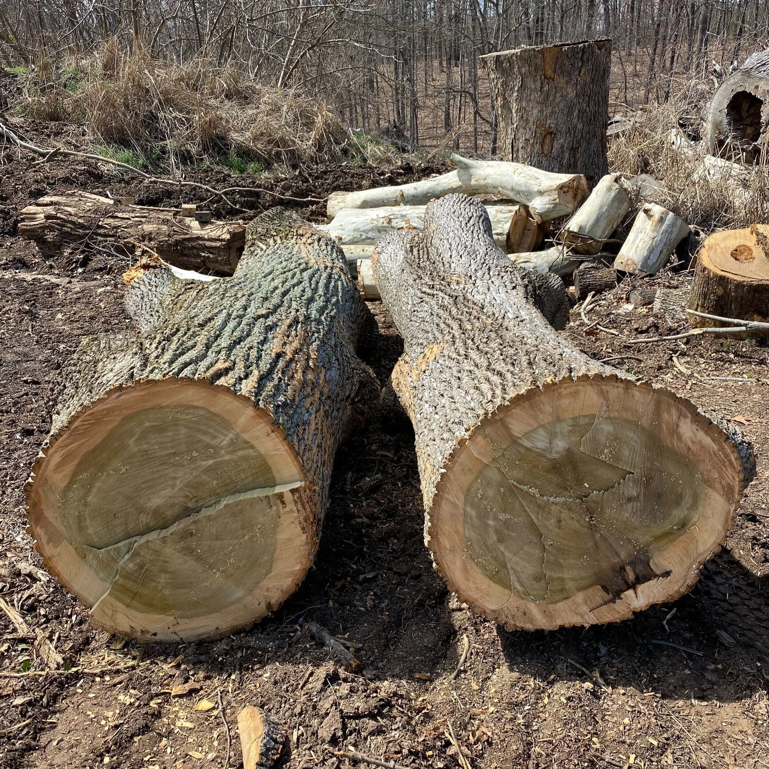 Alderman poplars at UVA solar Kiln