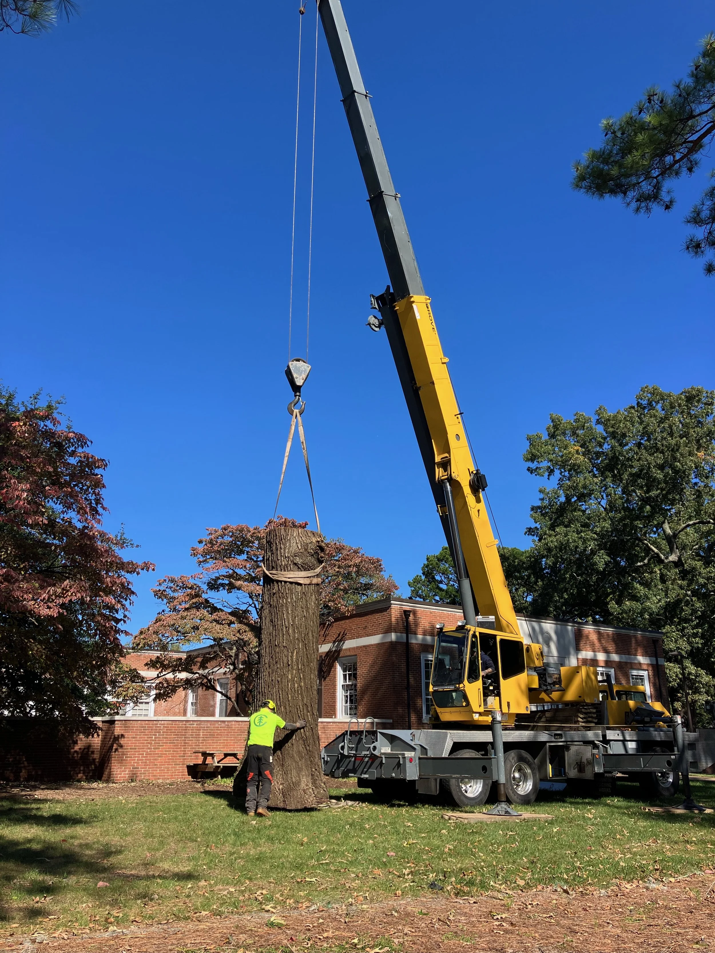 Charlottesville Tree Service prepares a huge red oak butt log for removal
