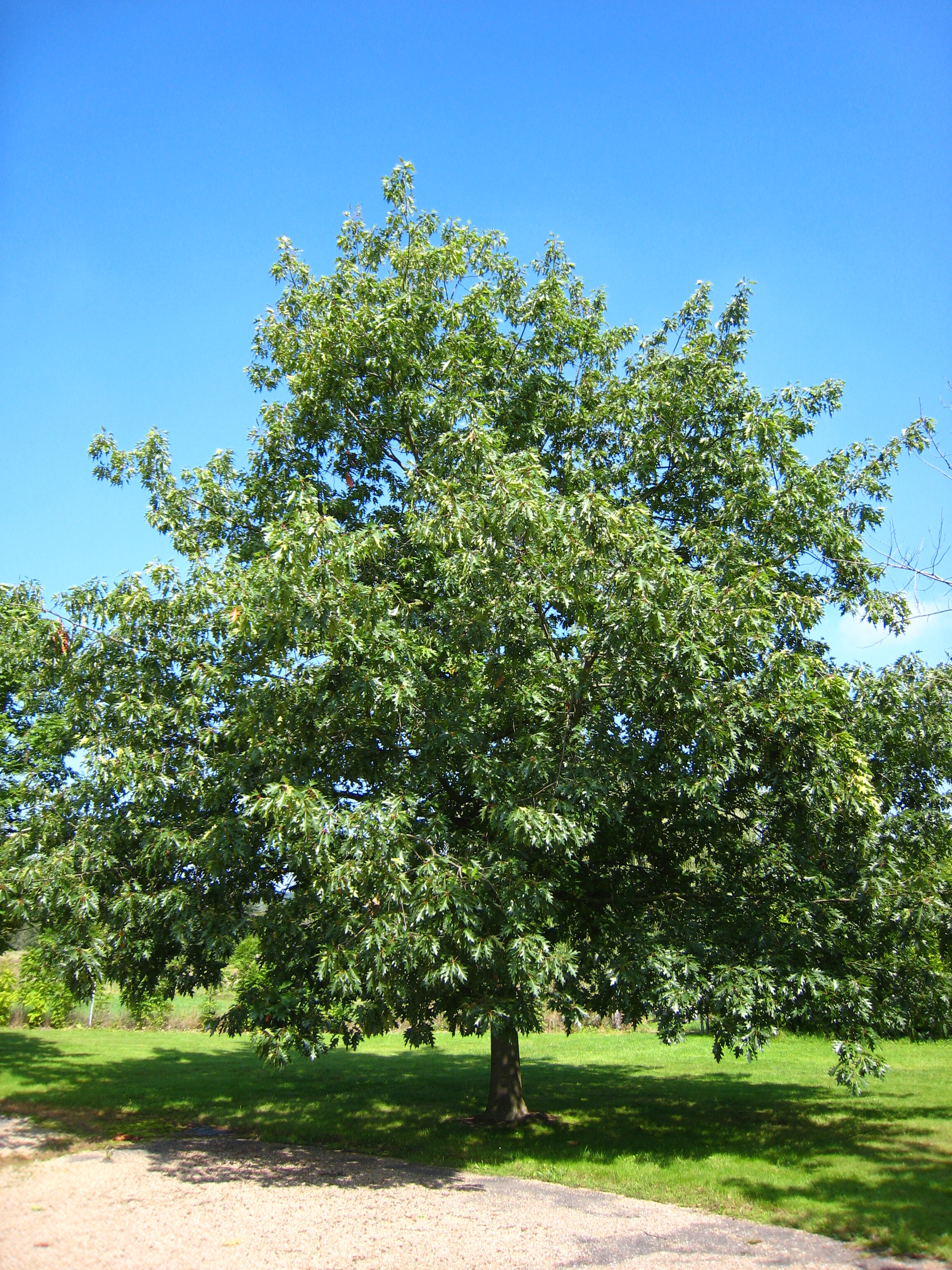quercus rubra.jpg