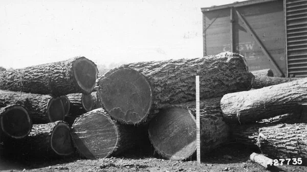 Walnut logs in milling process, US National Archive