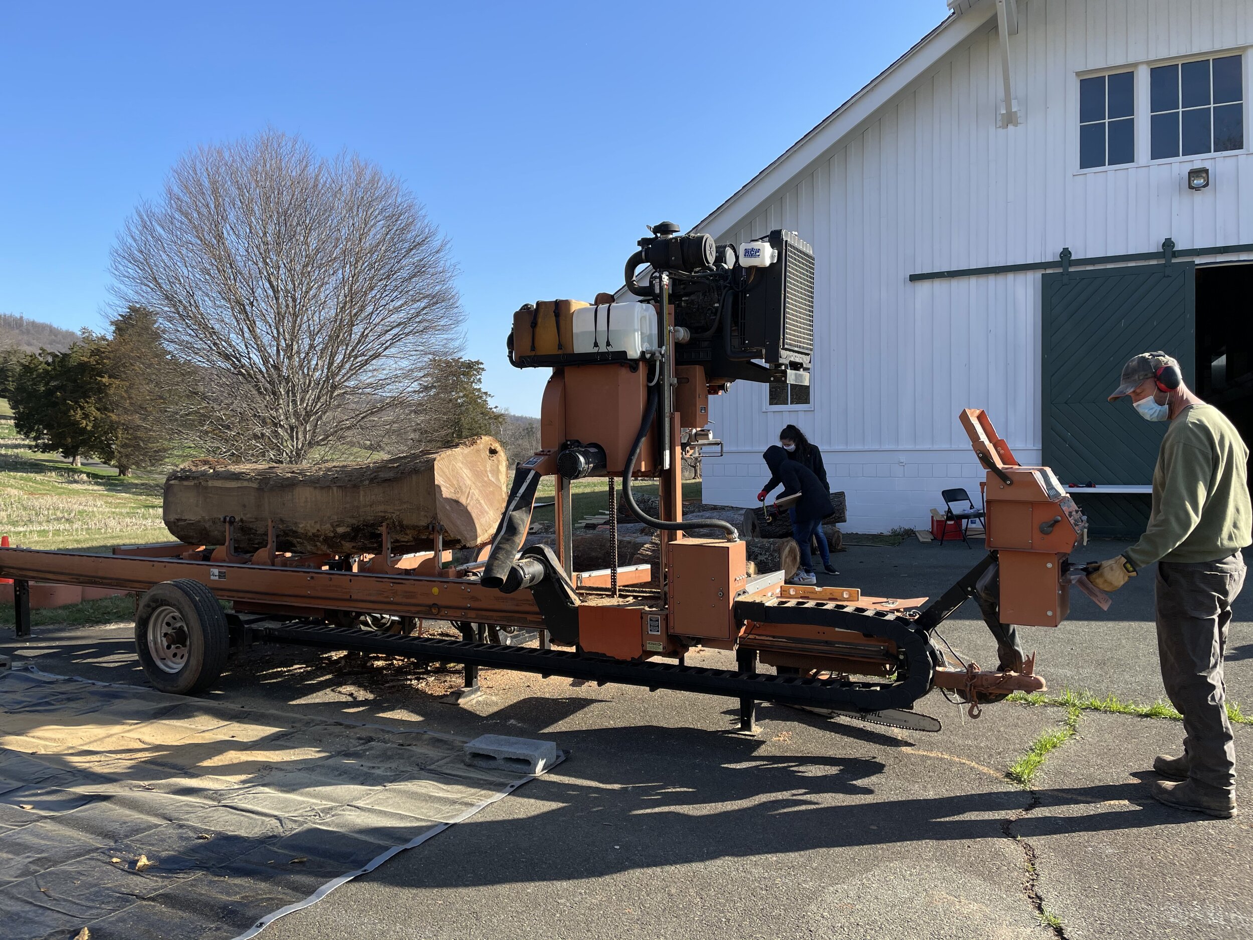 Black walnut in midst of milling at Morven Farm, March 2021