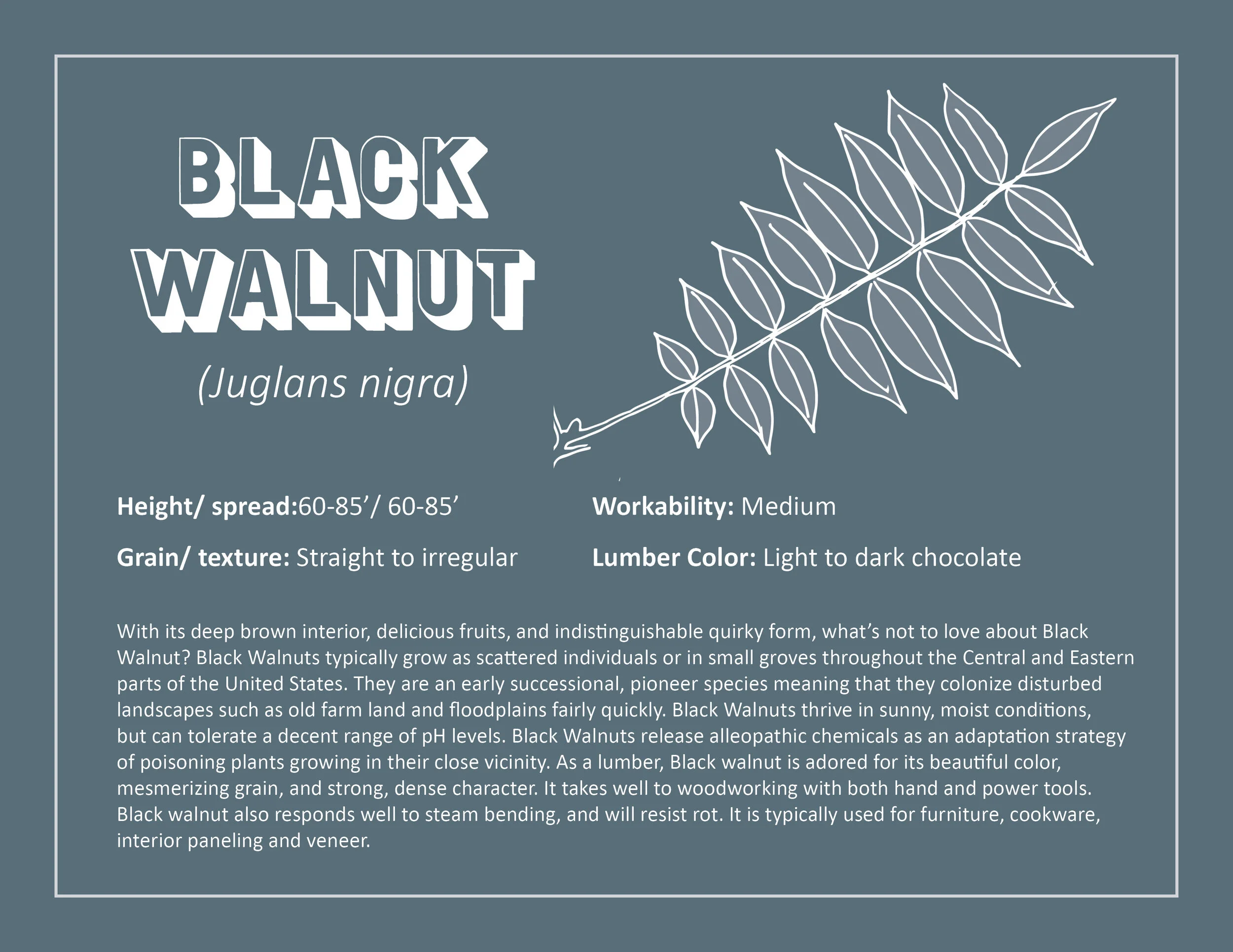 Black walnut.jpg