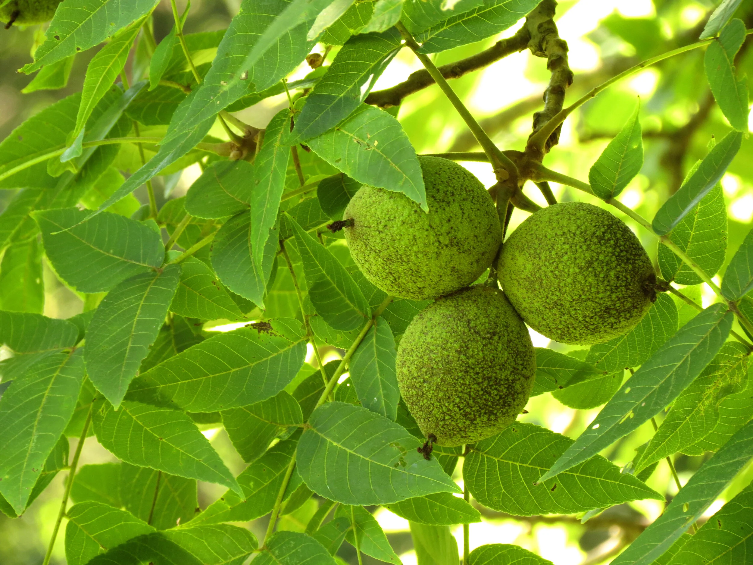 Leaves and fruit