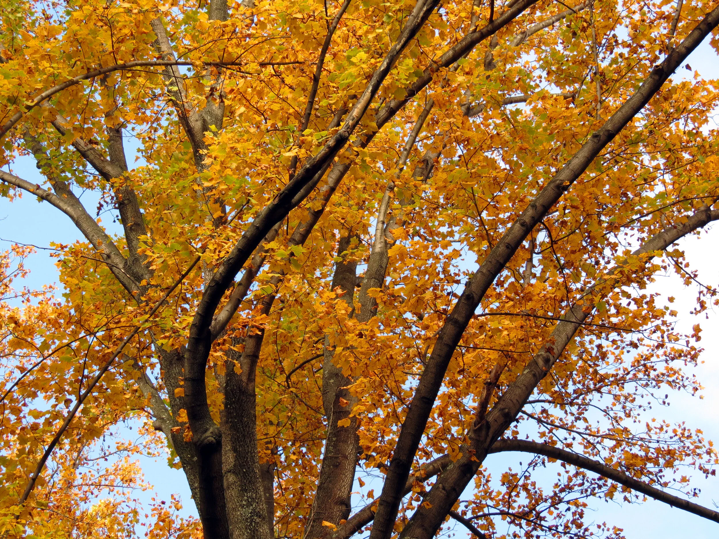 Canopy leafing out
