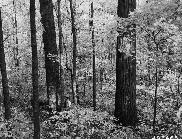 Walnuts in forest, US National Archive