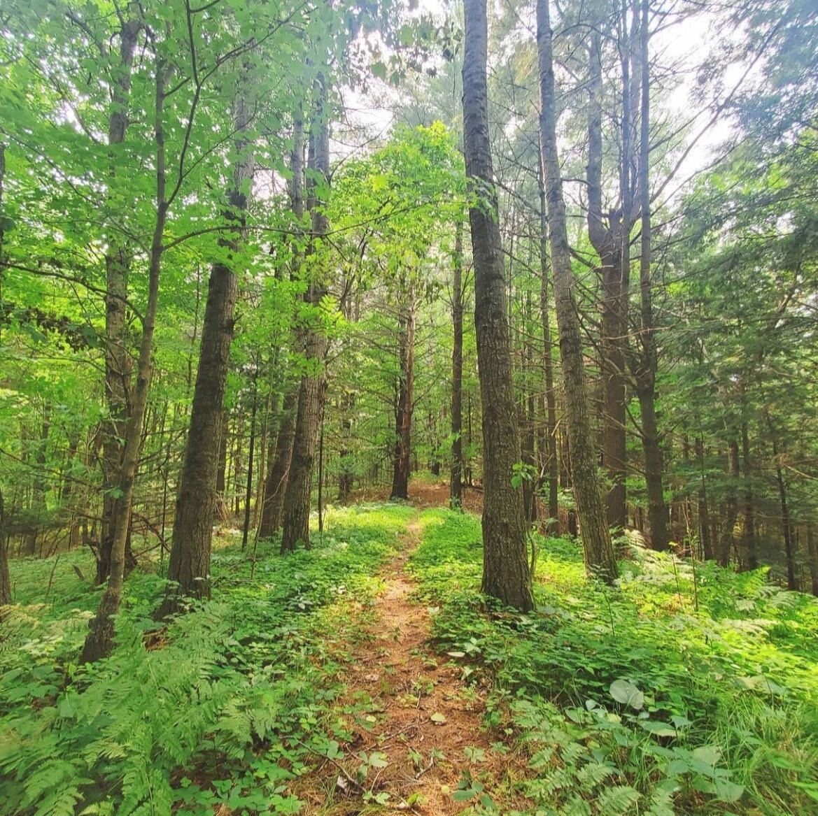 Join us this Sunday at 2 PM for a free guided science walk in the forest at Otter Lake Esker Preserve in Stanley, WI! Led by Doug Faulkner, Associate Professor of Geography and Anthropology at UW-Eau Claire, you&rsquo;ll learn about how this unique a