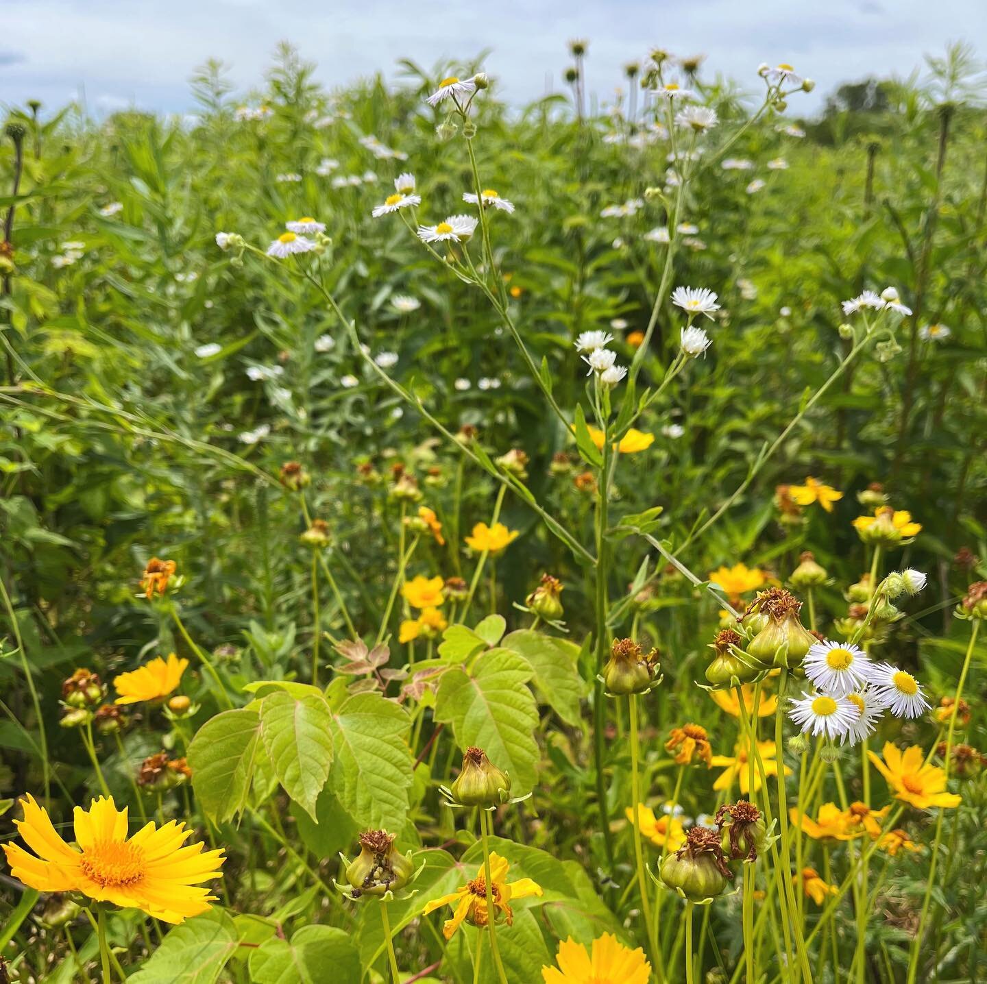 We&rsquo;re enjoying summer at the preserves and beyond and are working toward more events for our community in the near future! Would you be into a fall mushroom hunt or a plant ID walk with an herbalist? Let us know below! 👇
.
.
.
.
#wildflowers #