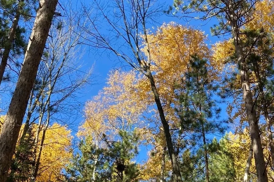 Forest Health Presentation + Annual Meeting