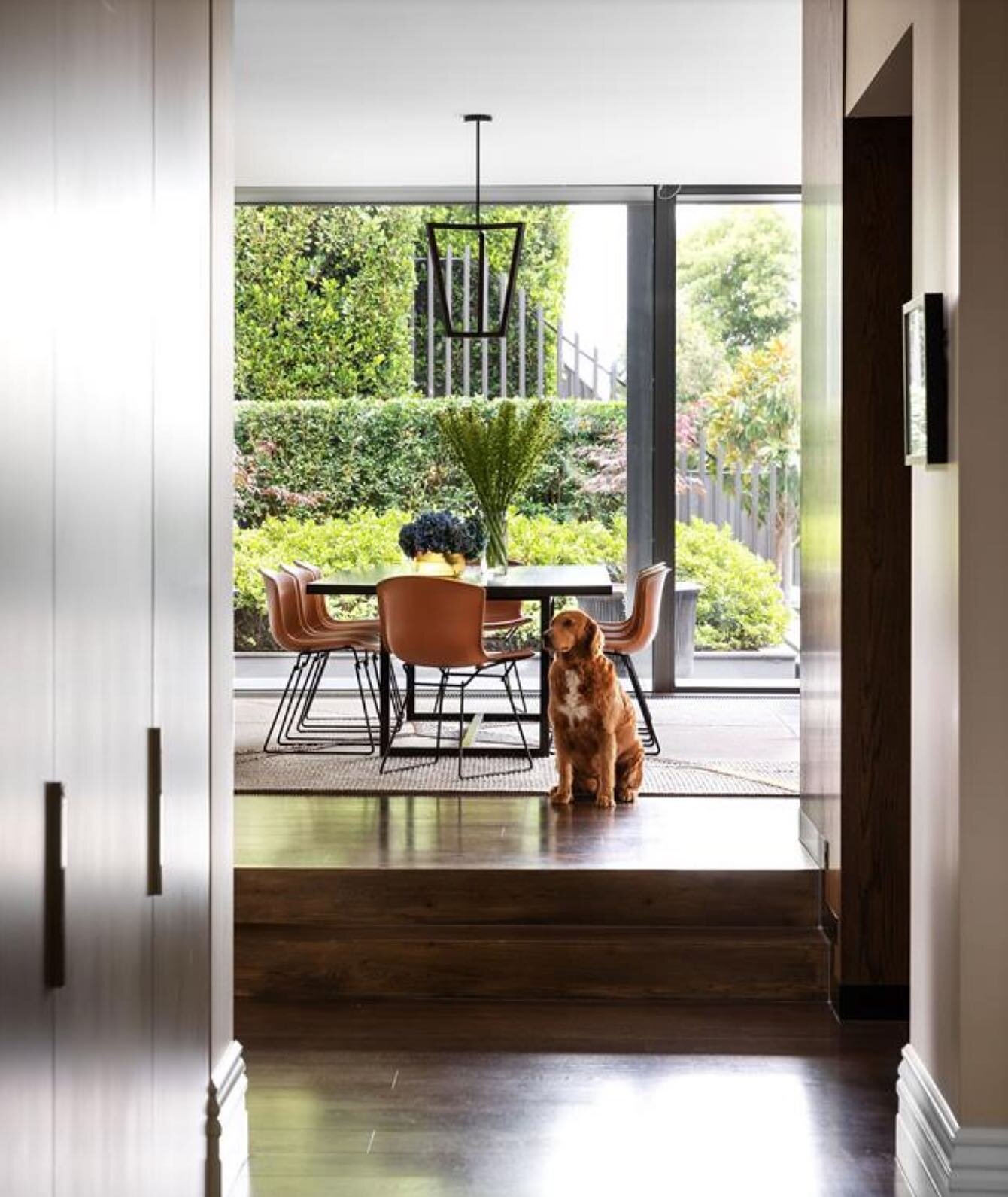 Through to the contemporary pavilion, and the magnificent garden by @melbournegardenscapes as the perfect backdrop. 
Featuring the very handsome Raffy!
Furniture, rugs &amp; lighting by @andinteriors 

Architect: @darrencarnellarchitects 
Builder: @s