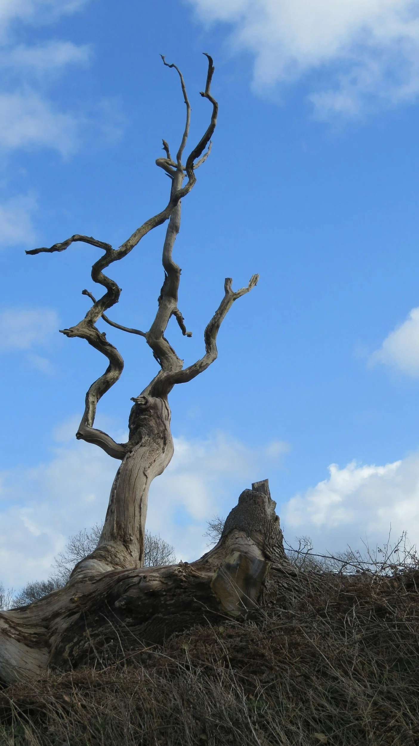 What is a Pathological System? How does this translate to the Family System?