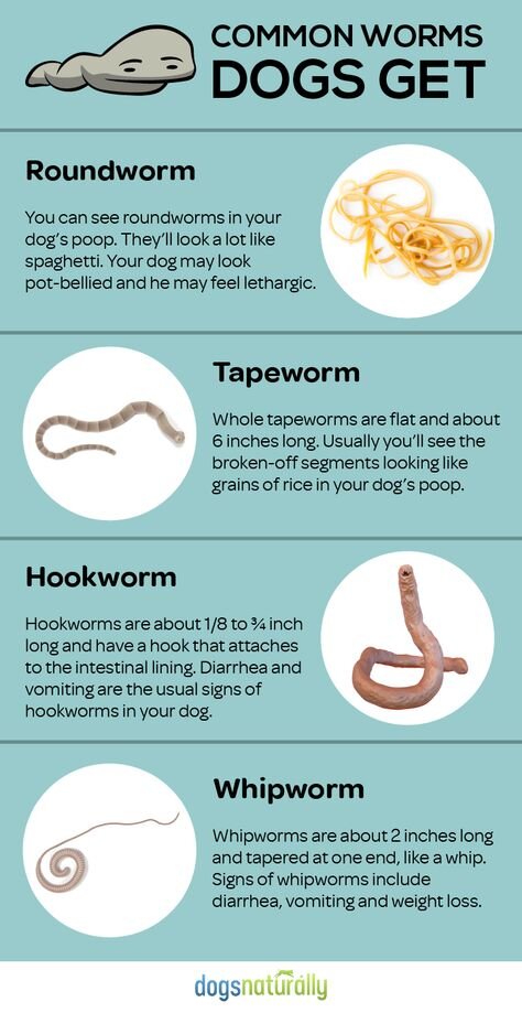 pinworm in dogs
