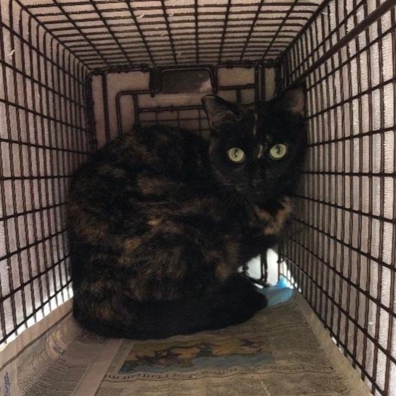 Meet our Feral Graduate: Sunshine!