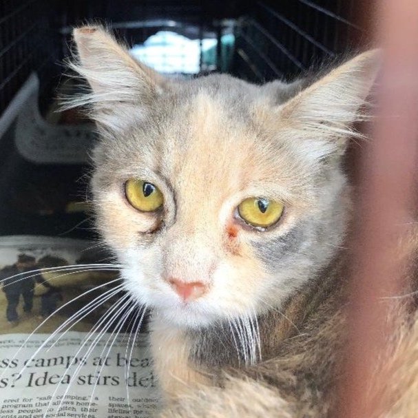 Meet our Feral Graduate: Sandy!