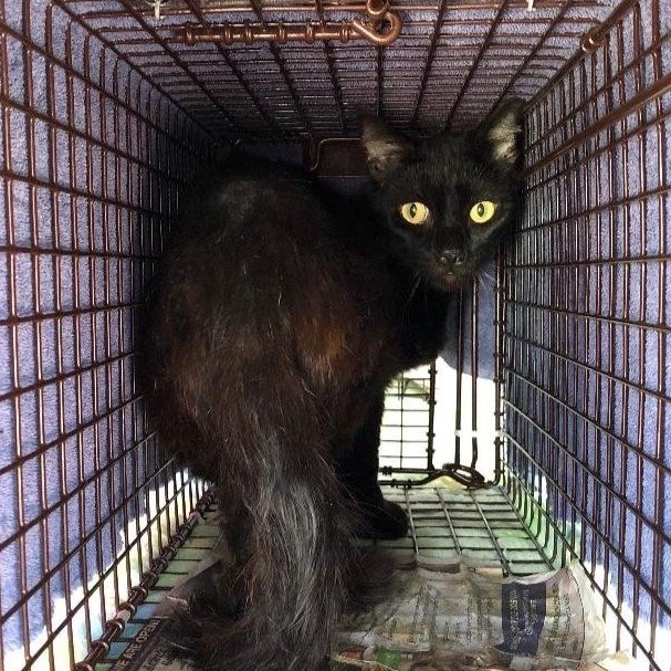 Meet our Feral Graduate: Pantera!