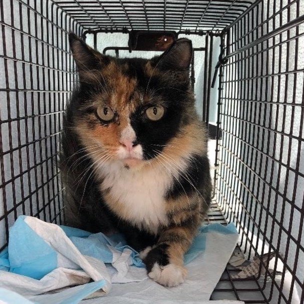 Meet our Feral Graduate: Princess!