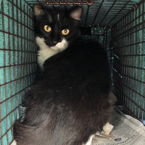 Meet our Feral Graduate: Tres!