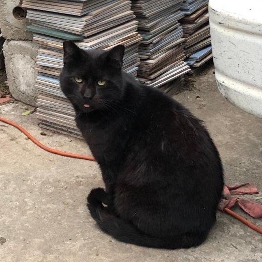 Meet our Feral Graduate: El Enfermo!
