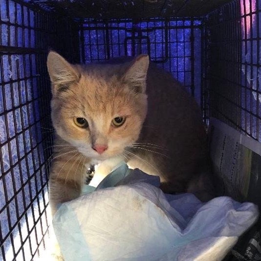 Meet our Feral Graduate: Goldie!