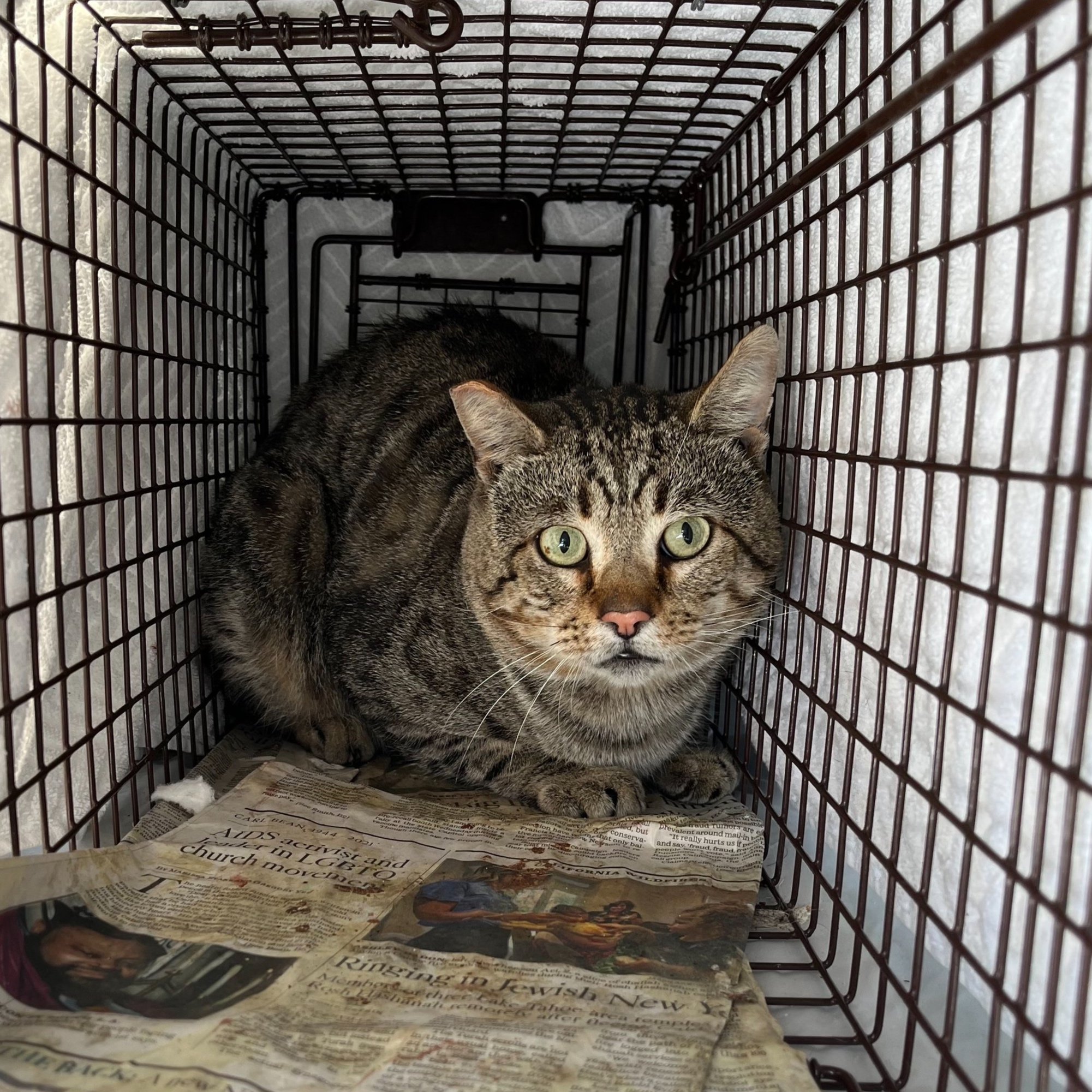 Meet our Feral Graduate: Jalapeño!