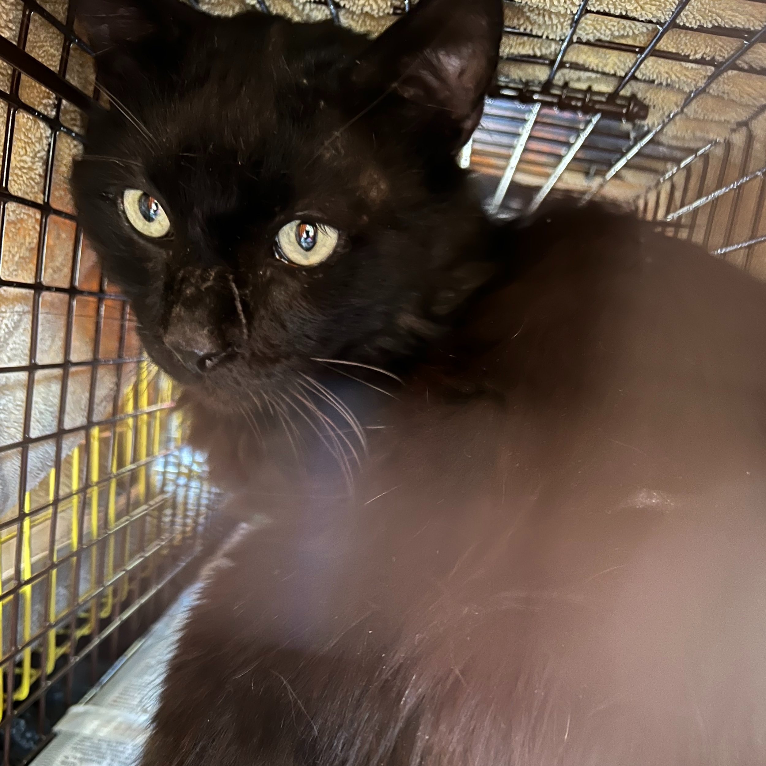 Meet our Feral Graduate: Patrick!