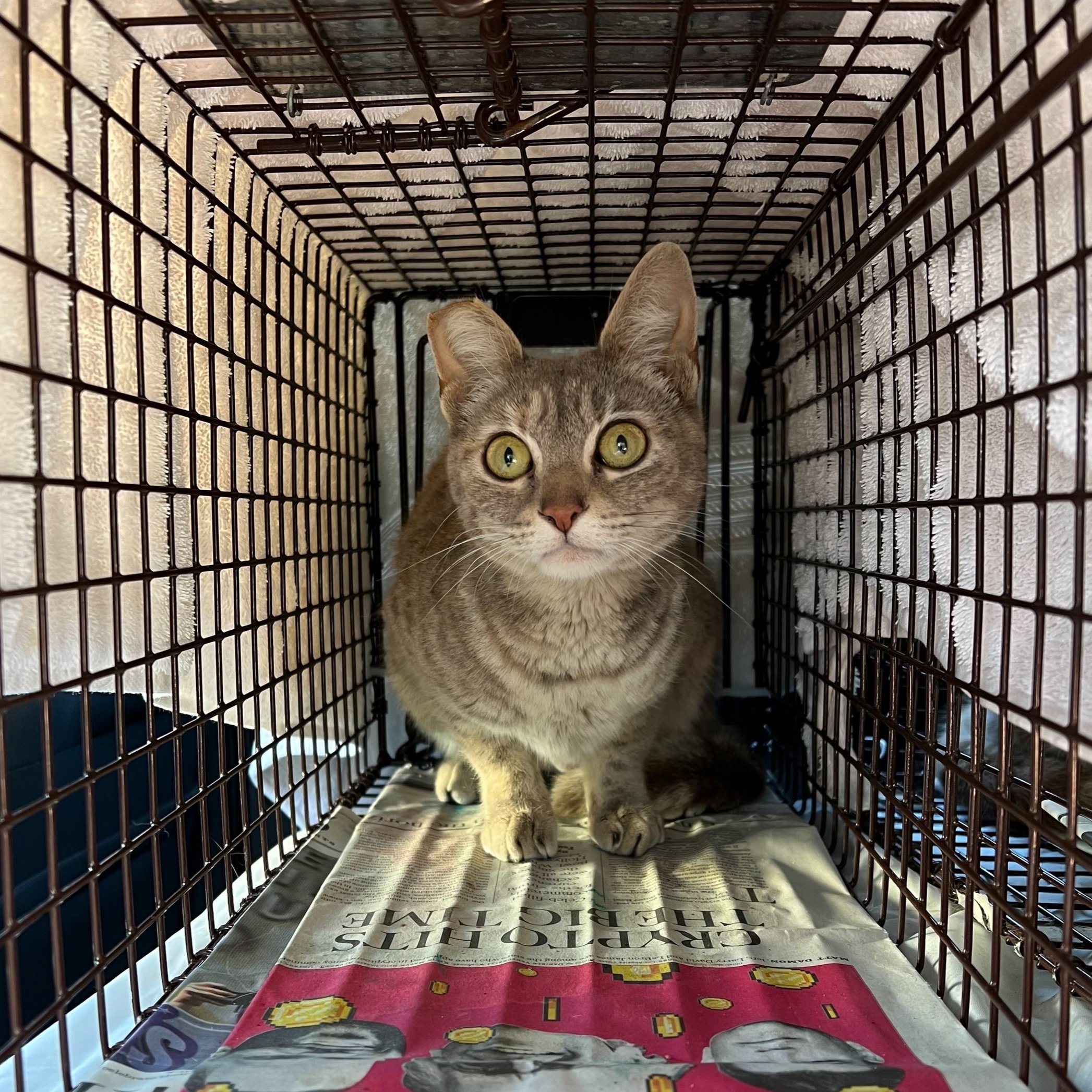 Meet our Feral Graduate: Meche!