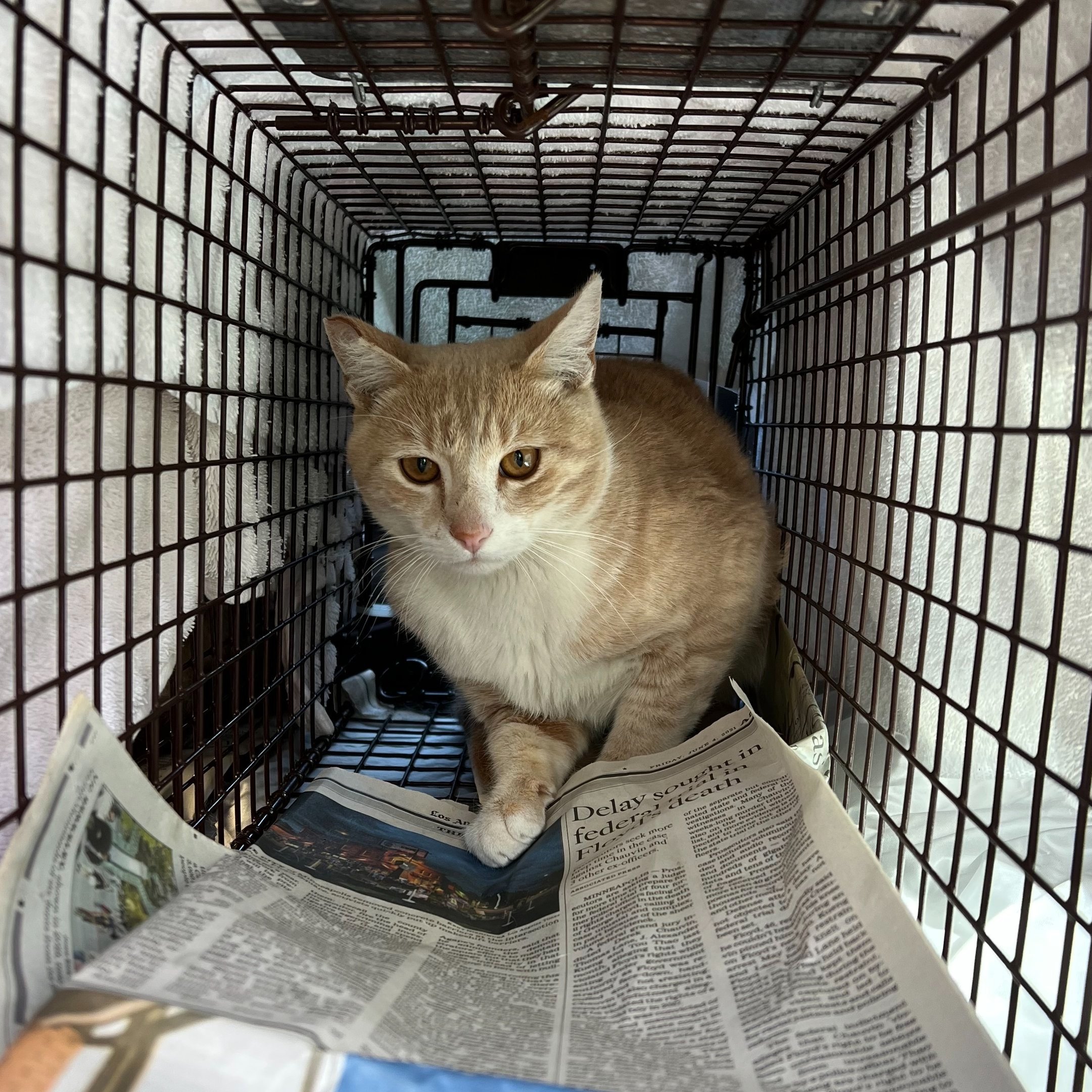 Meet our Feral Graduate: Canelo!