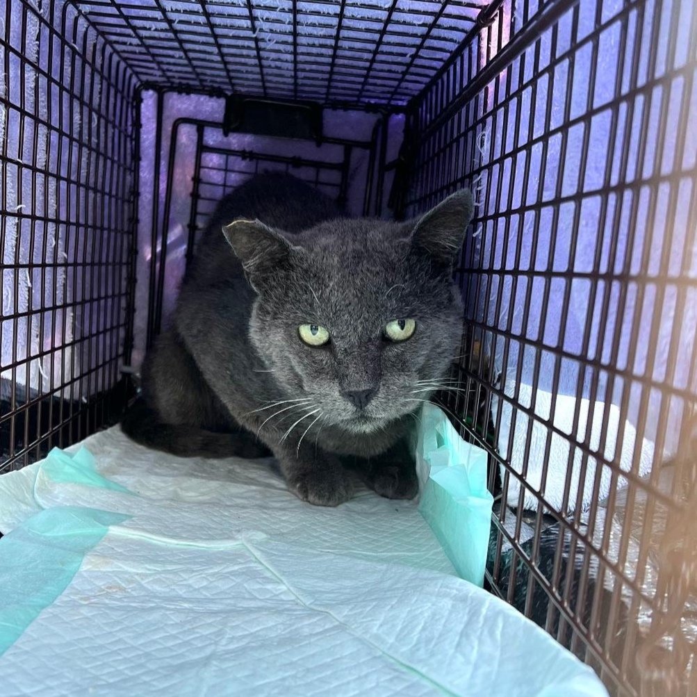 Meet our Feral Graduate: Lobo!