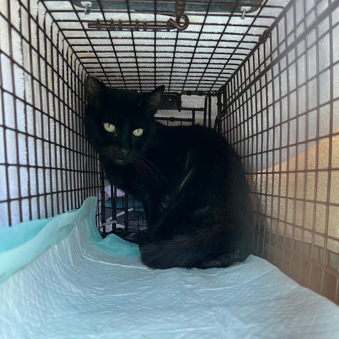 Meet our Feral Graduate: Cazador!