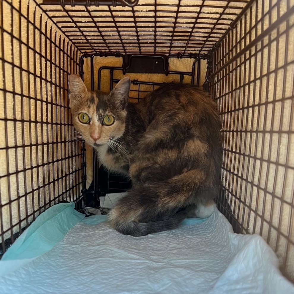 Meet our Feral Graduate: Patches!