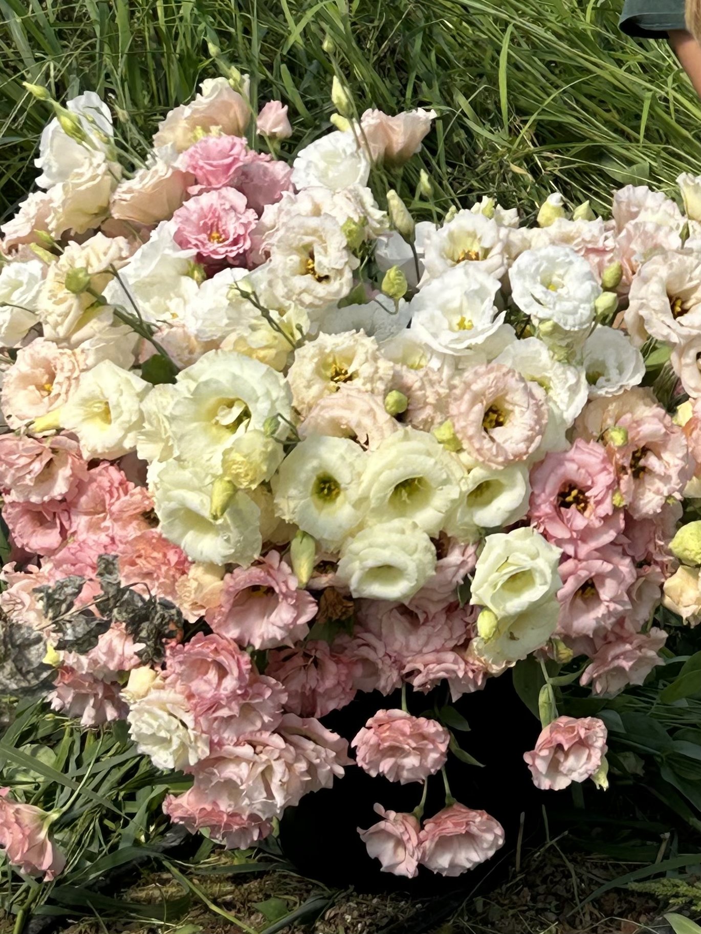 7FF92C93-5A4B-4597-87AB-44F74D8C3226.jpeg