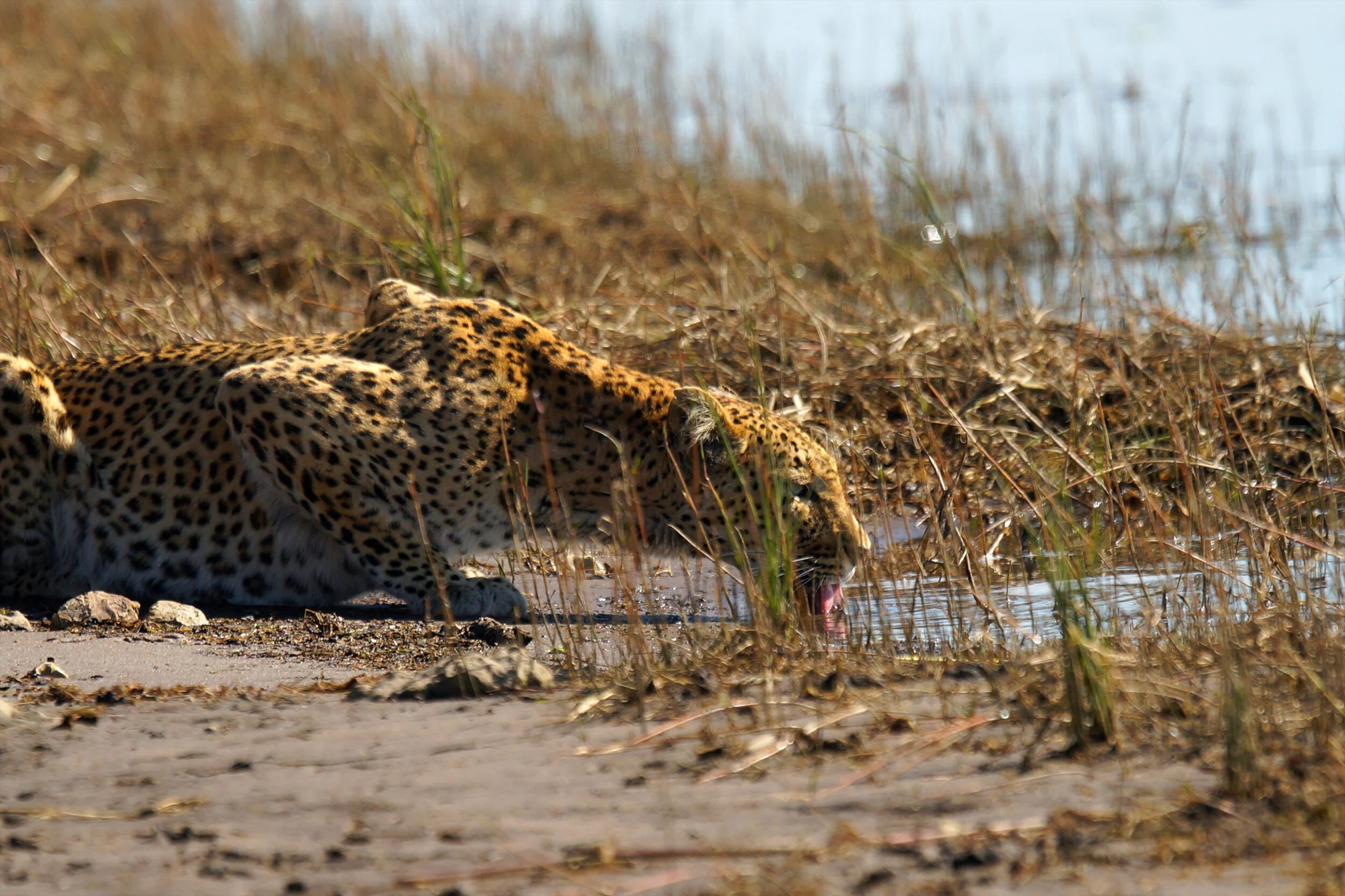 LEOPARD-1.B.jpg