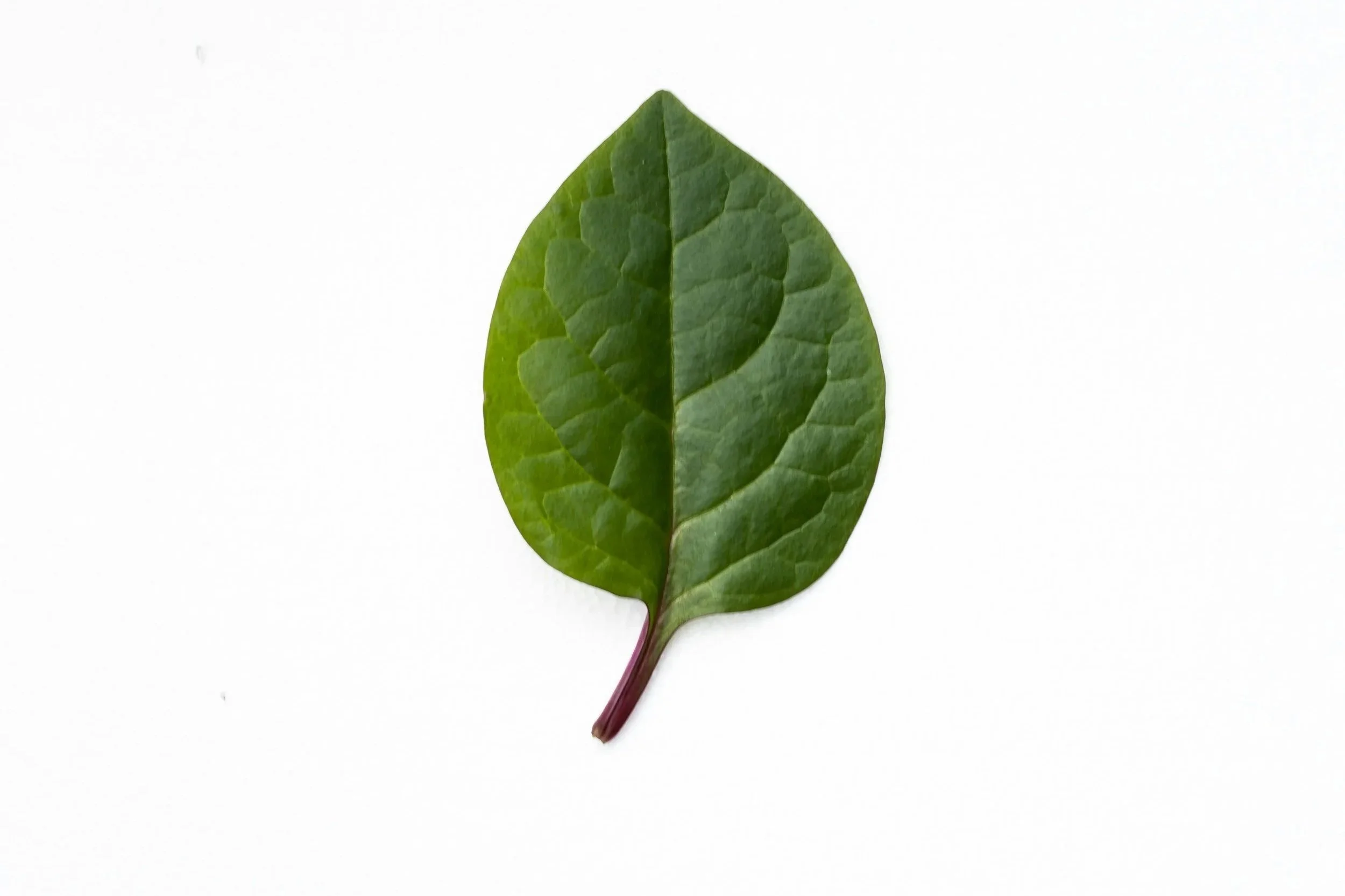 One green leaf with white background