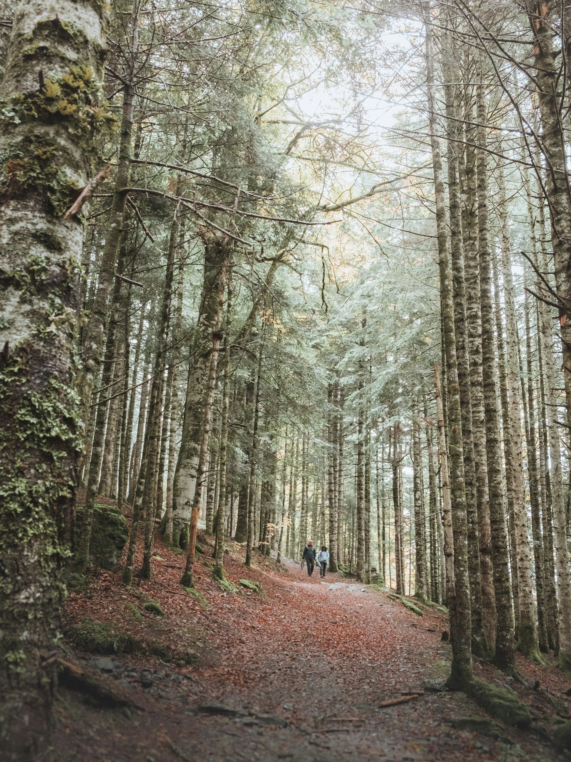 Two people walking through a path in the forest