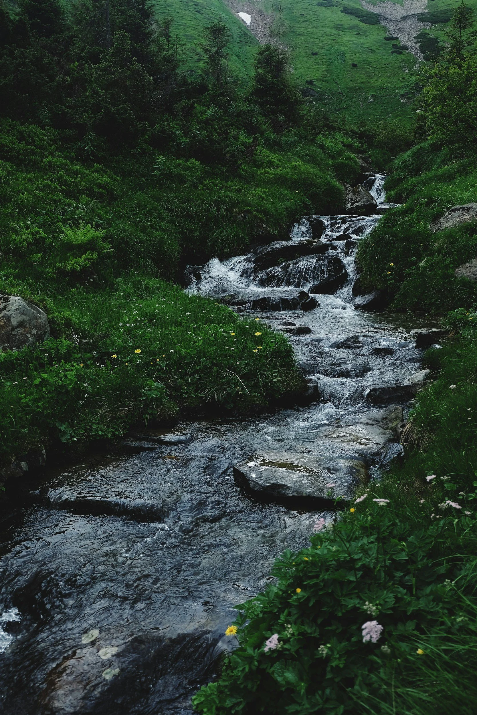 Flowing creek through a mossy forest