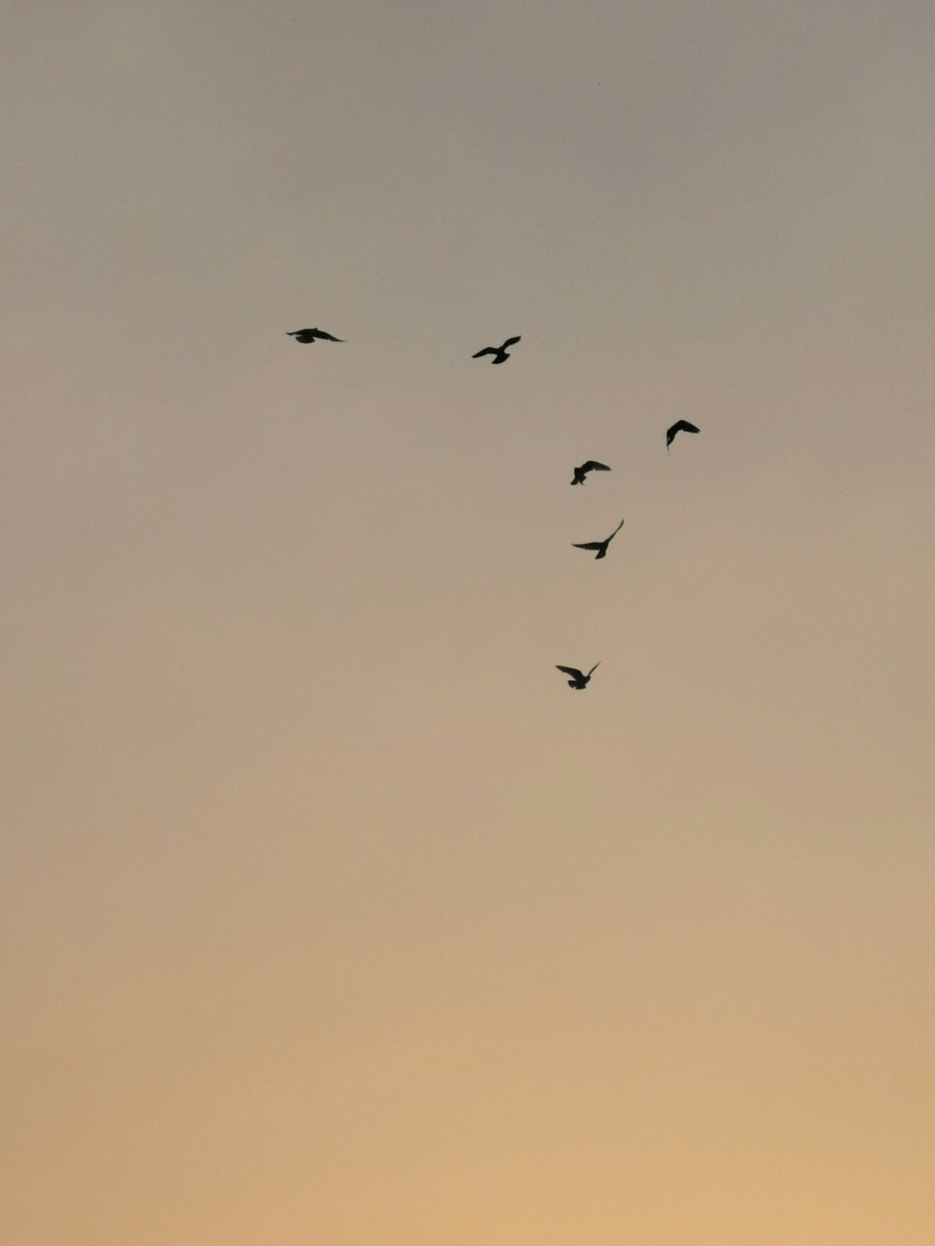 Birds flying in the sky