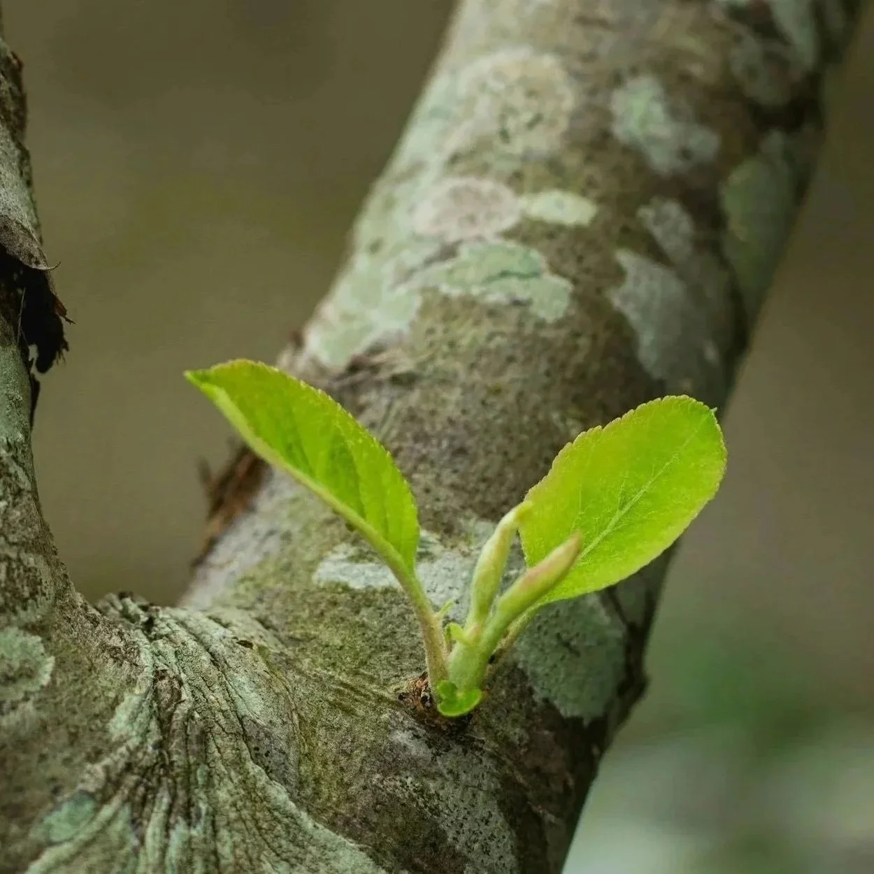 Roots growing on tree
