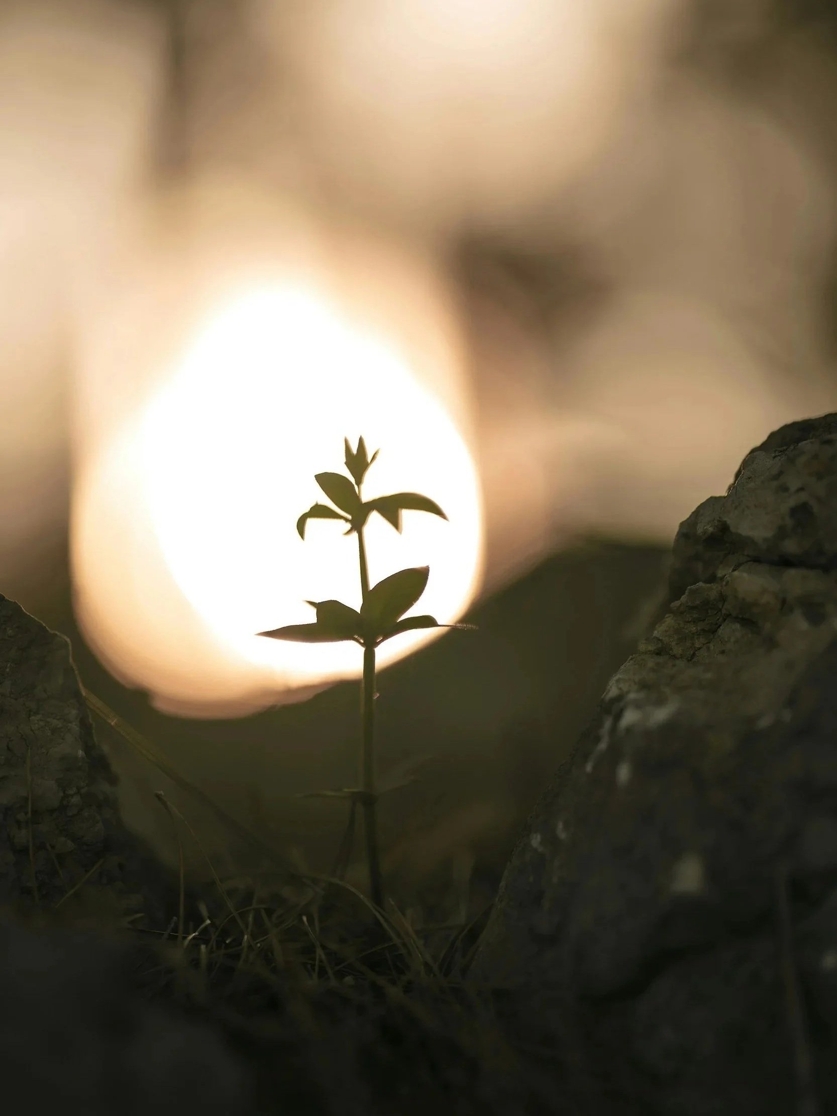Light behind a plant