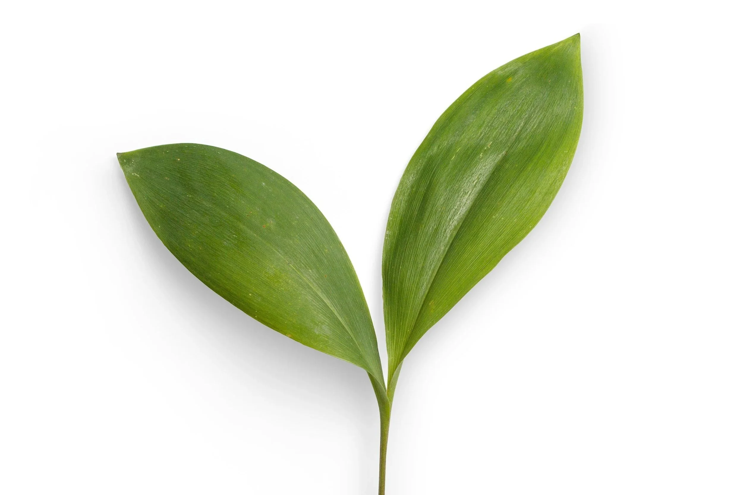 2 leaves from one stem