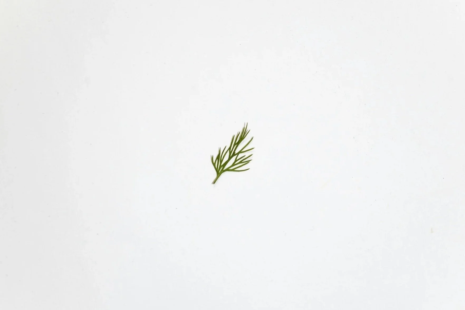 A branch of a succulent