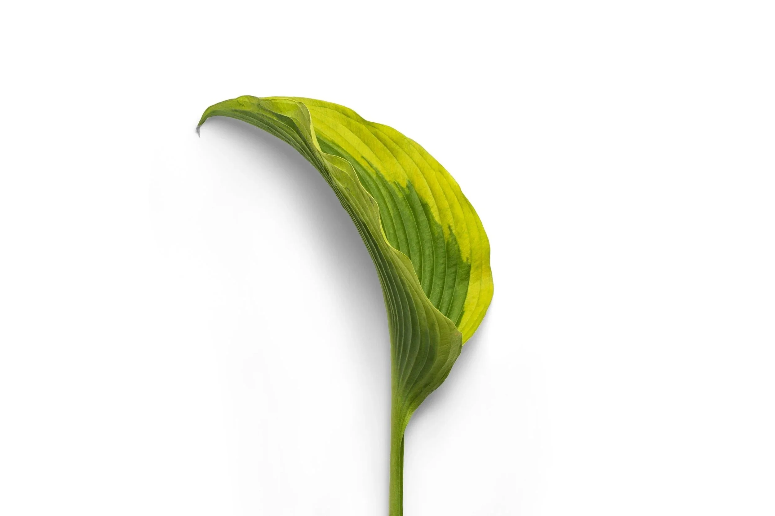 One green leaf with white background